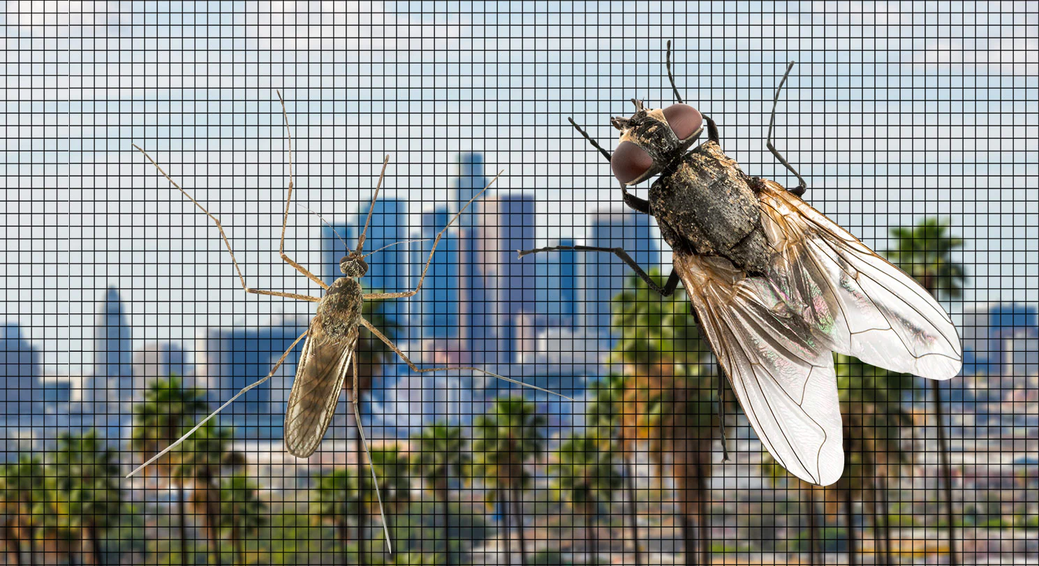 Imposing bug and fly crawling across screen with city skyline in background