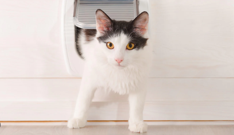 White kitten with black markings emerges through special pet door