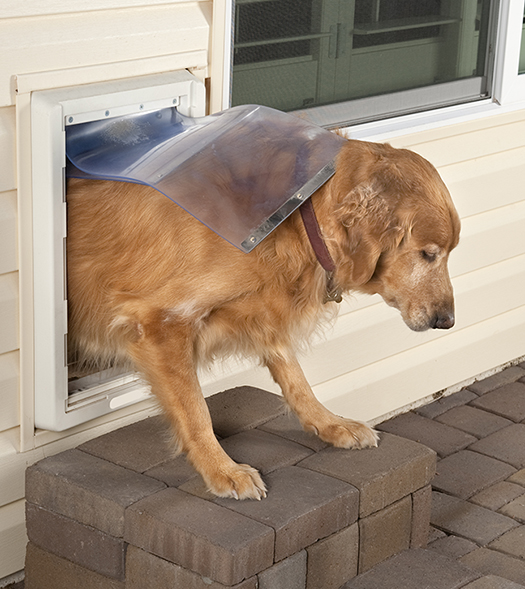 Older golden retriever uses pet door installed in exterior screen door