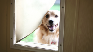 Elevate Your Home with Sliding Screen Doors with Pet Access